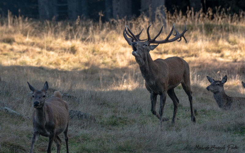 escursione bramito cervo e cena